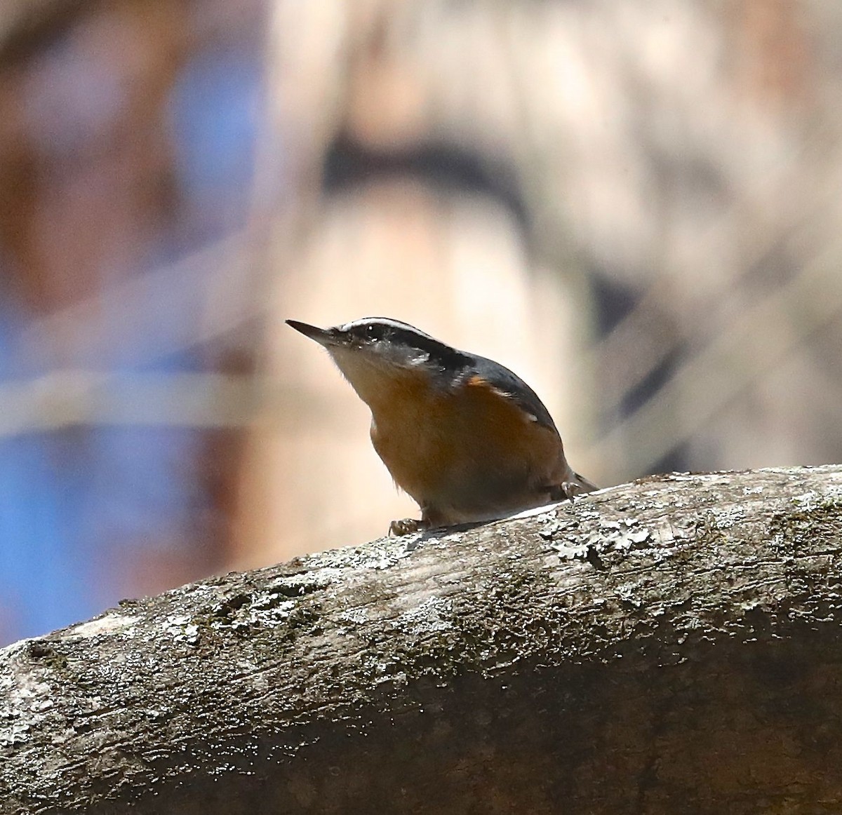 Red-breasted Nuthatch - Charles Lyon