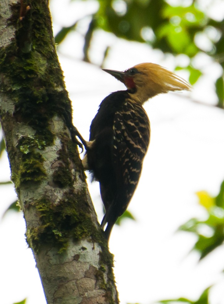 Blond-crested Woodpecker - ML88302521