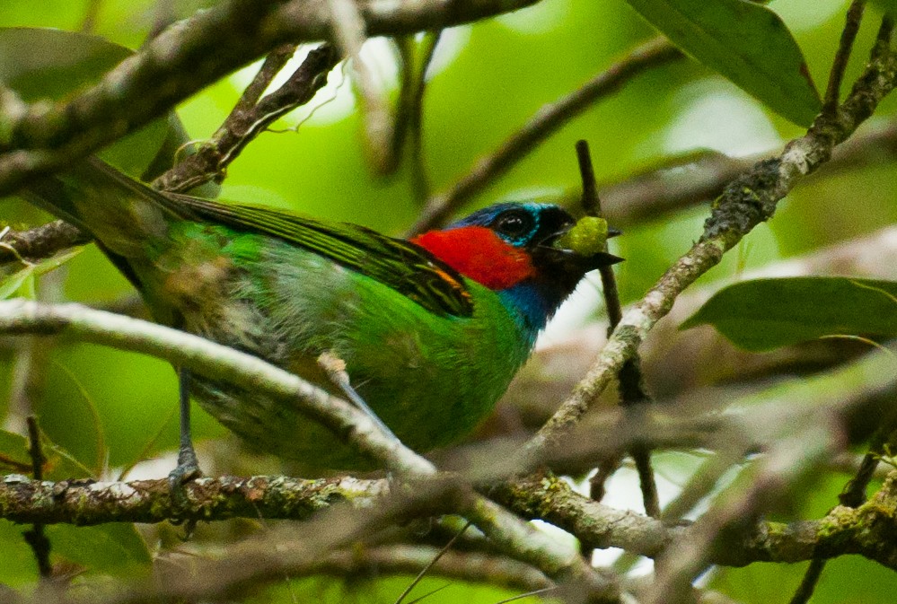 Red-necked Tanager - ML88302851