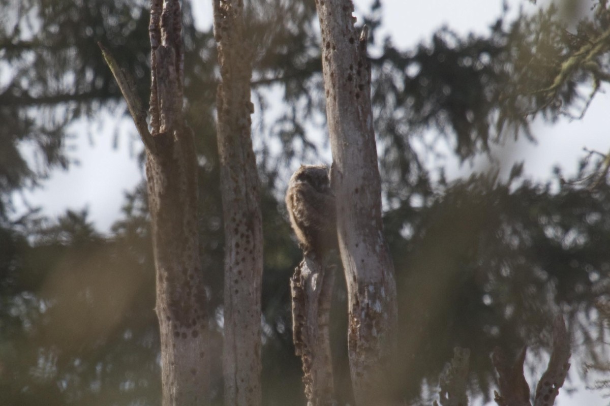 Great Horned Owl - ML88302911