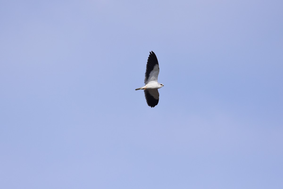 Black-winged Kite - Pei-Tsen Liao