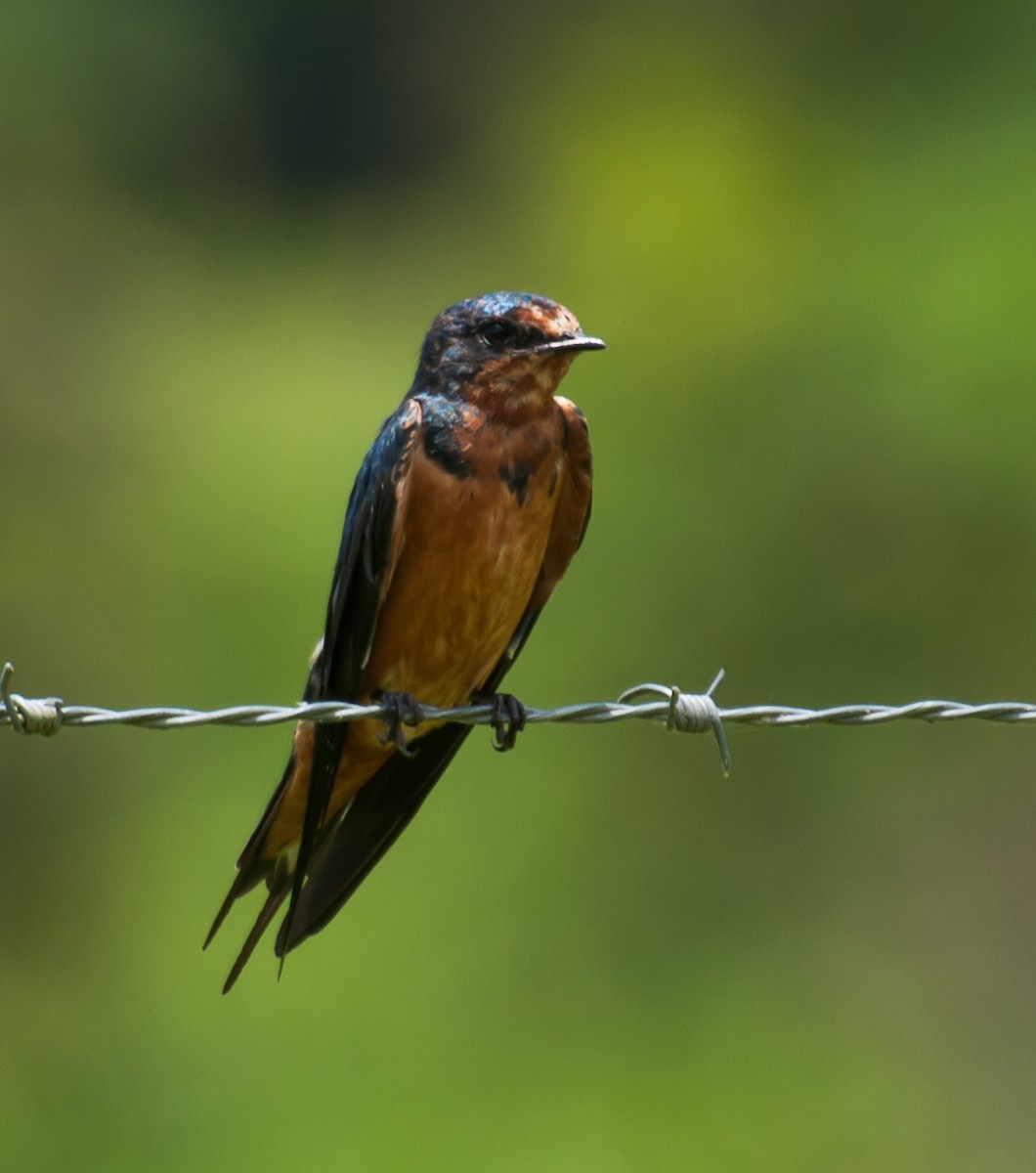 Barn Swallow - Silmar Primieri