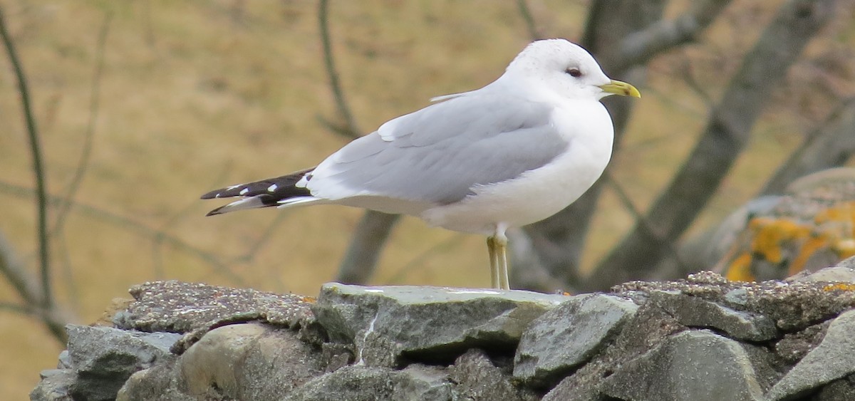 Common Gull - James Hirtle