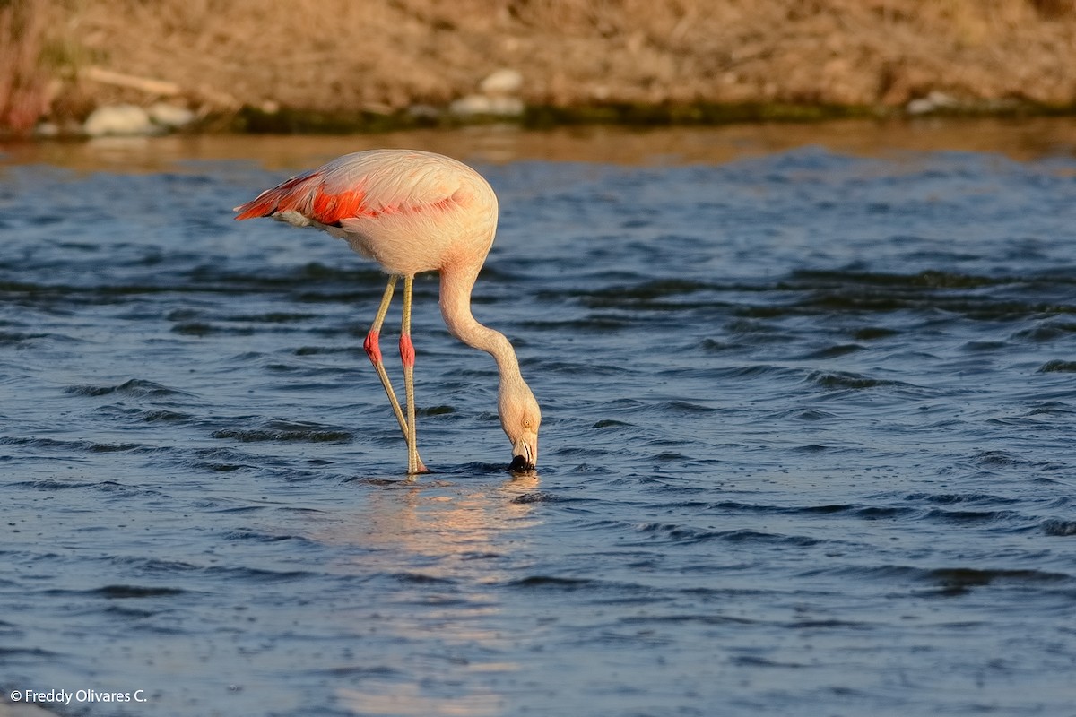 Chilean Flamingo - Freddy Olivares