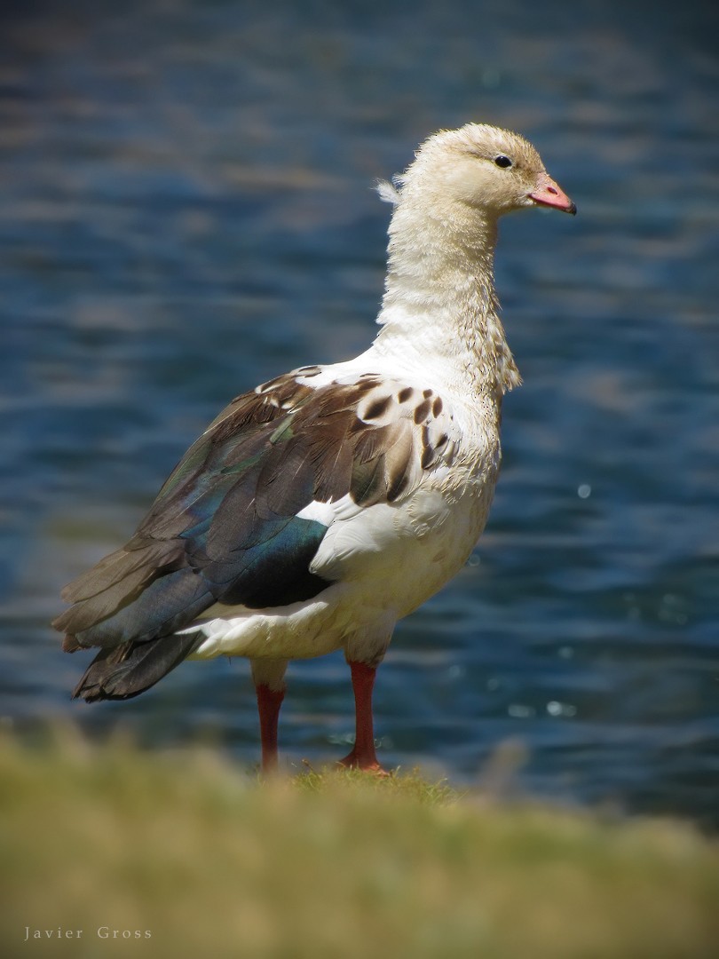 Andean Goose - ML88308231
