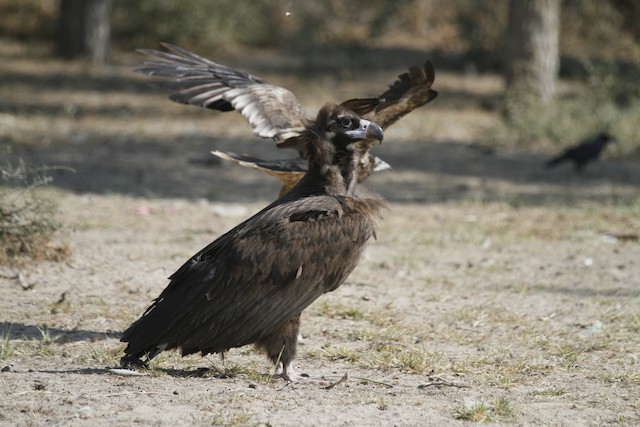 Possible Formative Cinereous Vulture. - Cinereous Vulture - 