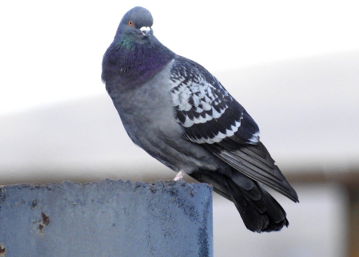 Rock Pigeon (Feral Pigeon) - Mark  Ludwick