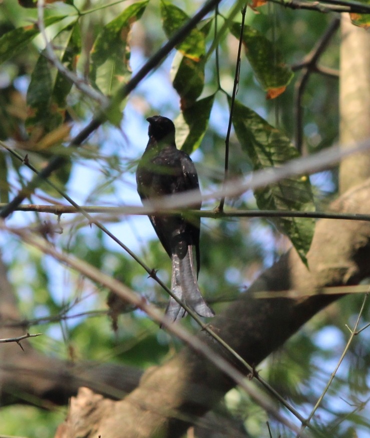 Fork-tailed Drongo-Cuckoo - Bindu  K