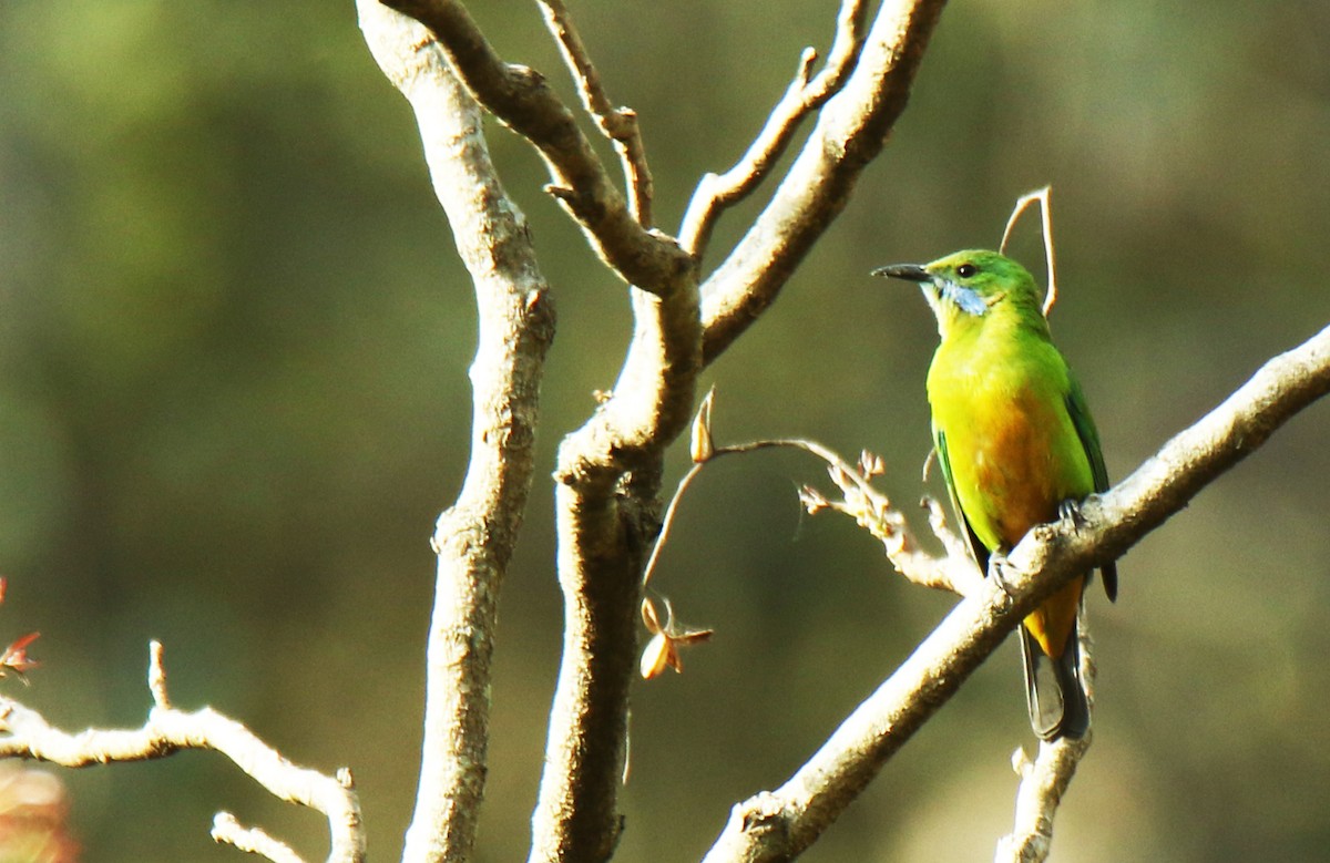 Orange-bellied Leafbird - Paras Raj Bora