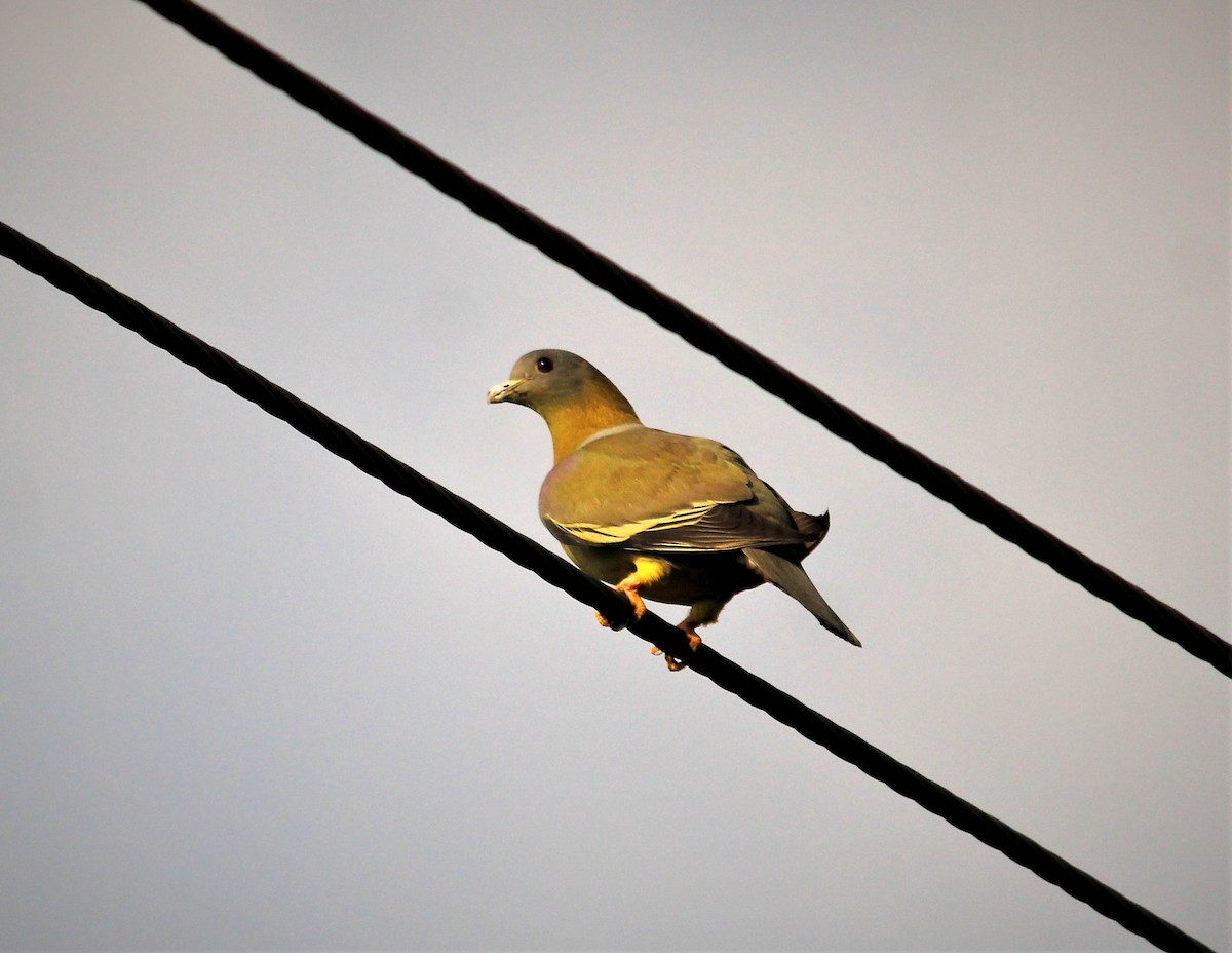 Yellow-footed Green-Pigeon - ML88315381