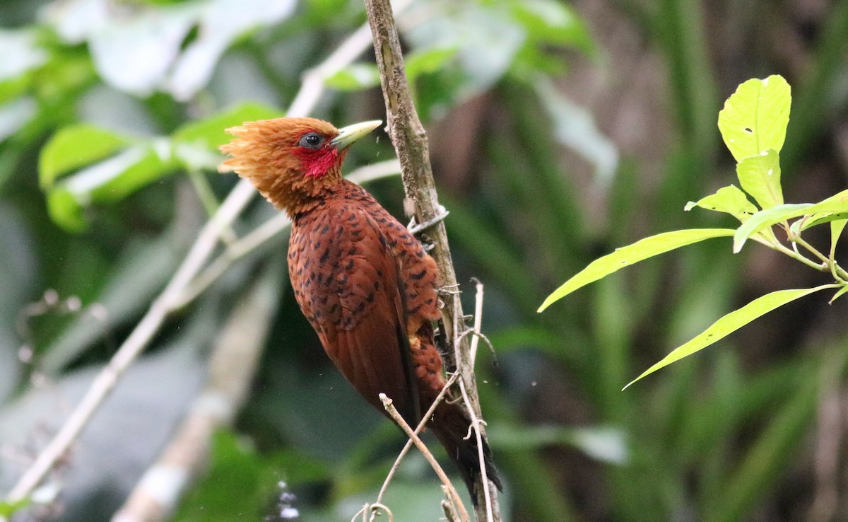 Chestnut-colored Woodpecker - Eric Antonio Martinez