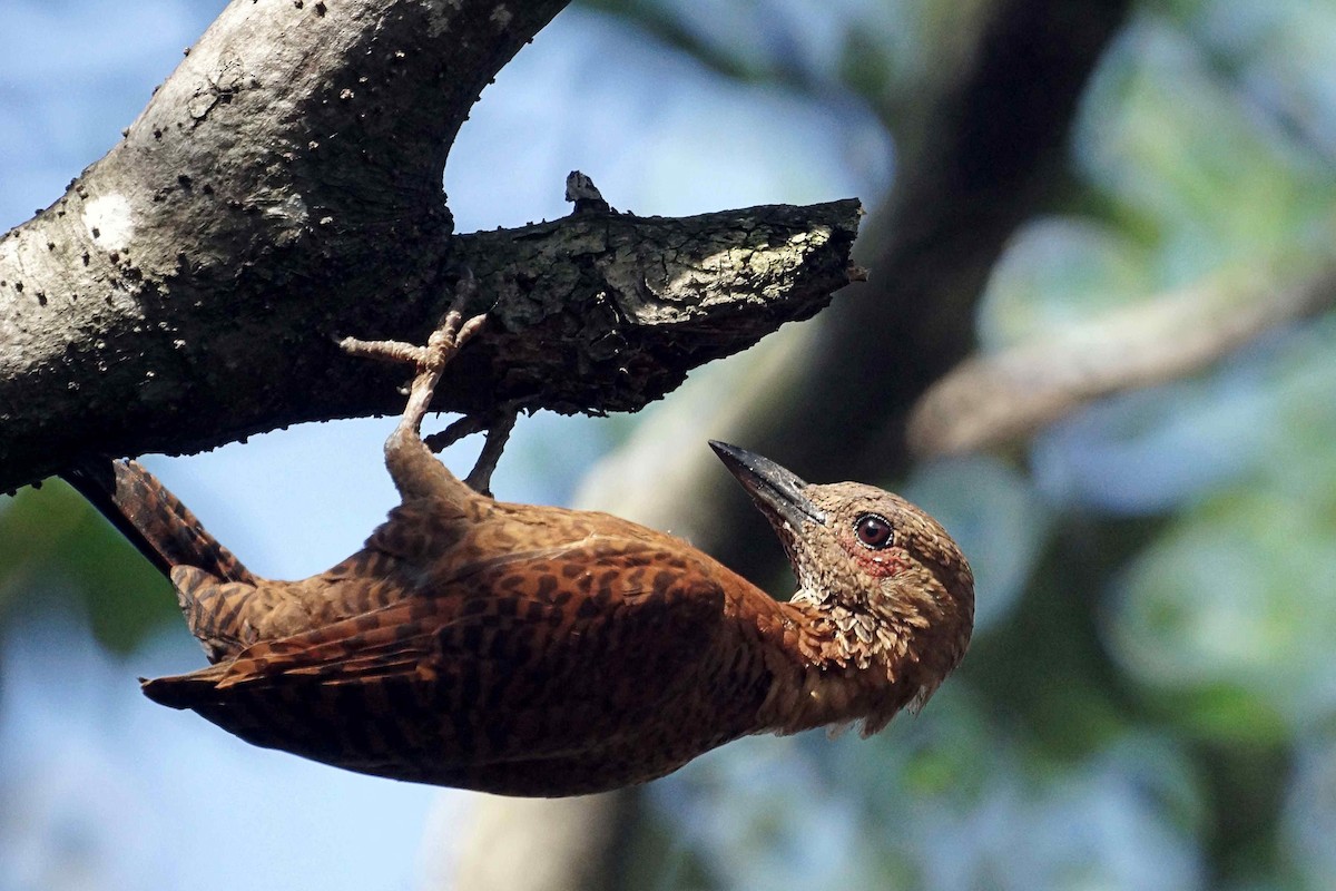 Rufous Woodpecker - Kian Guan Tay