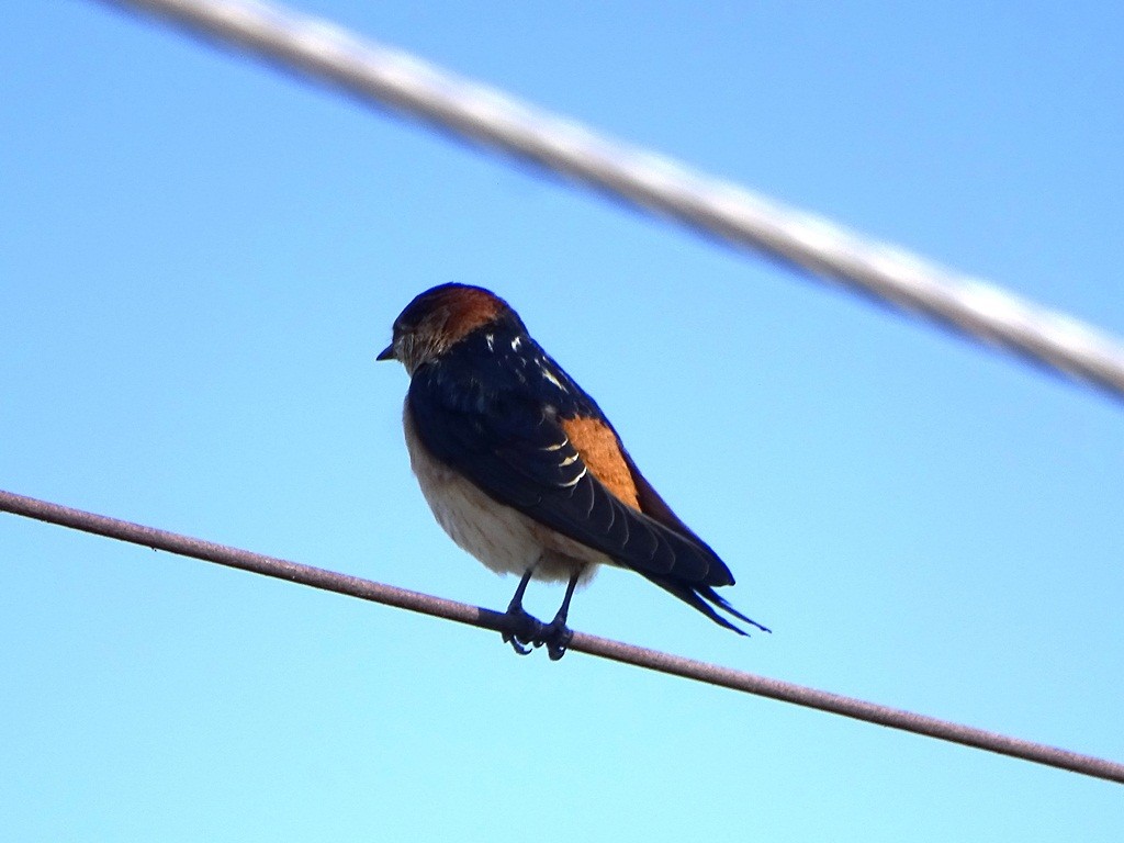 Red-rumped Swallow - ML88318011