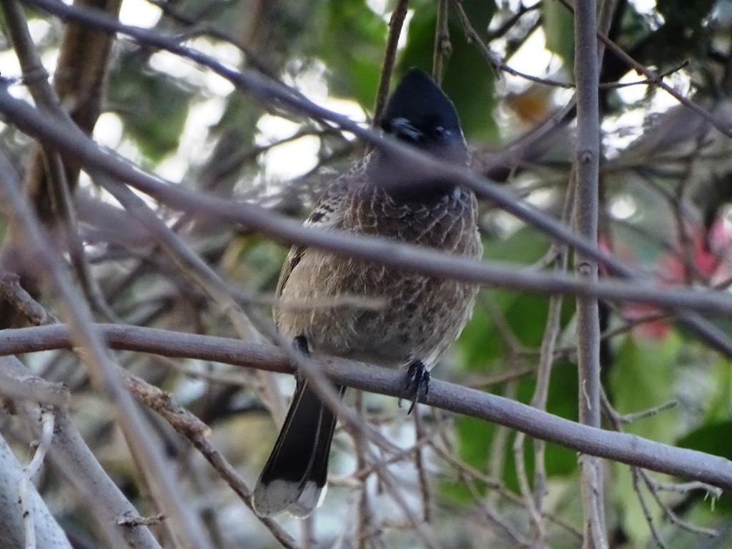 Red-vented Bulbul - ML88318041