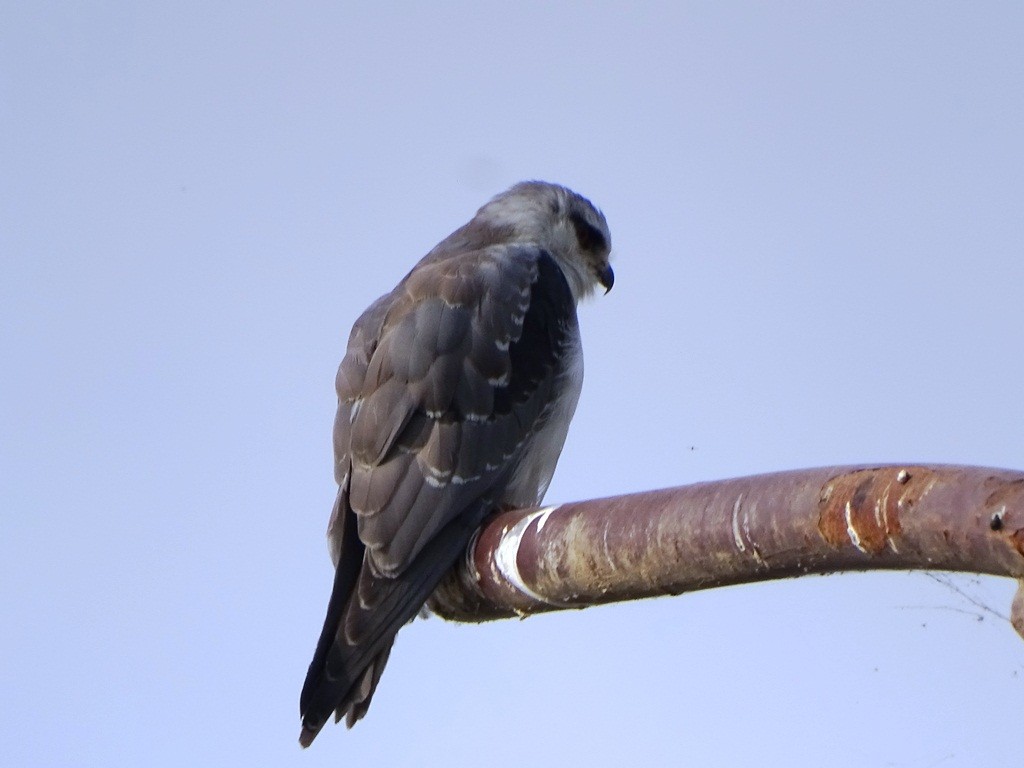Black-winged Kite - Sreekumar Chirukandoth