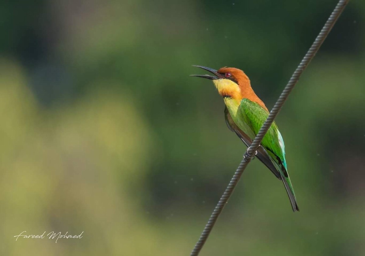 Chestnut-headed Bee-eater - Fareed Mohmed