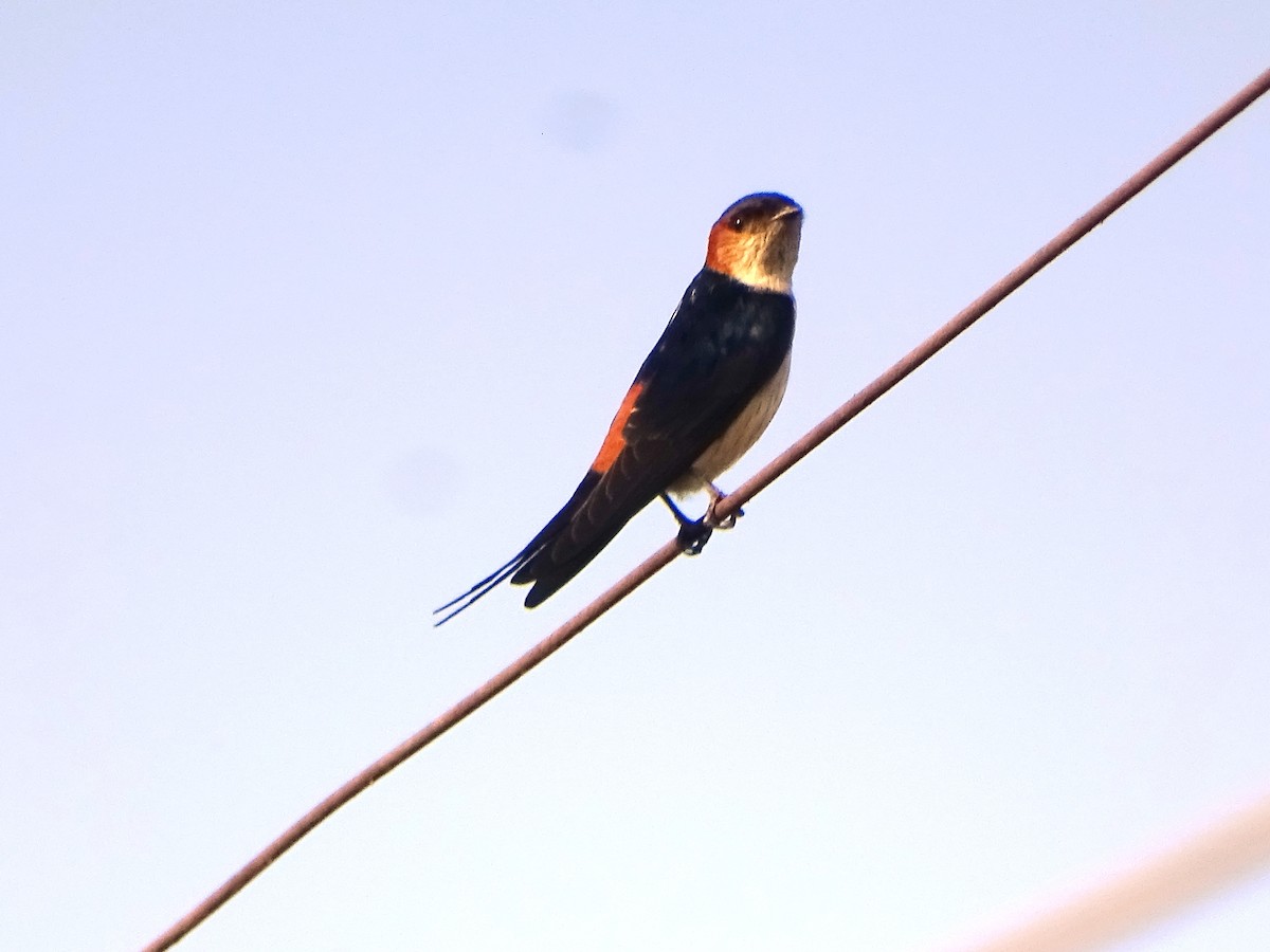 Red-rumped Swallow - Sreekumar Chirukandoth
