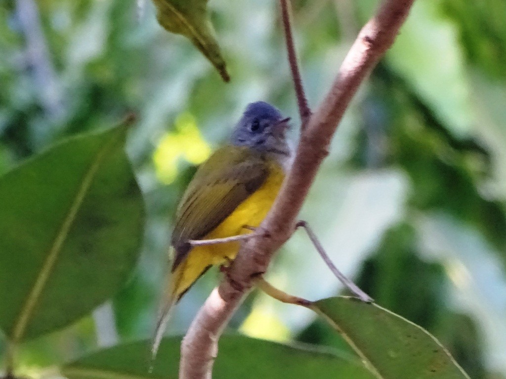 Gray-headed Canary-Flycatcher - ML88318461