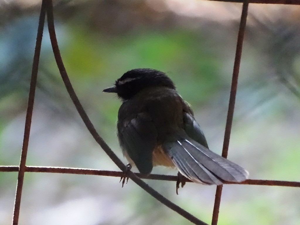 Spot-breasted Fantail - ML88319641