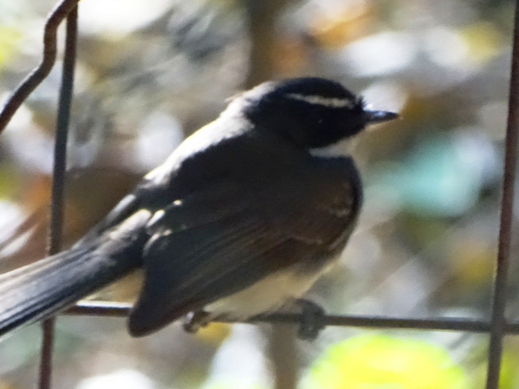 Spot-breasted Fantail - ML88319811