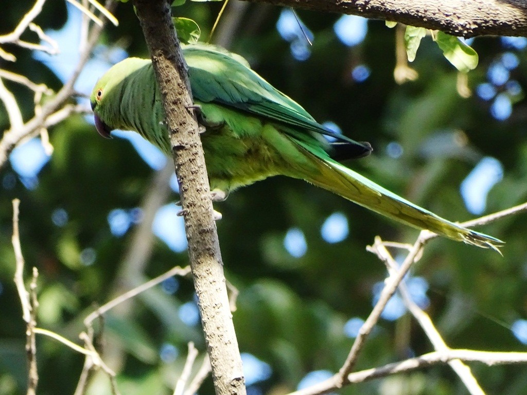 Yeşil Papağan - ML88319861
