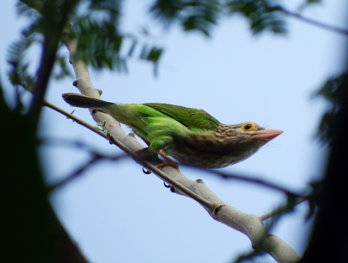 Lineated Barbet - ML88320281