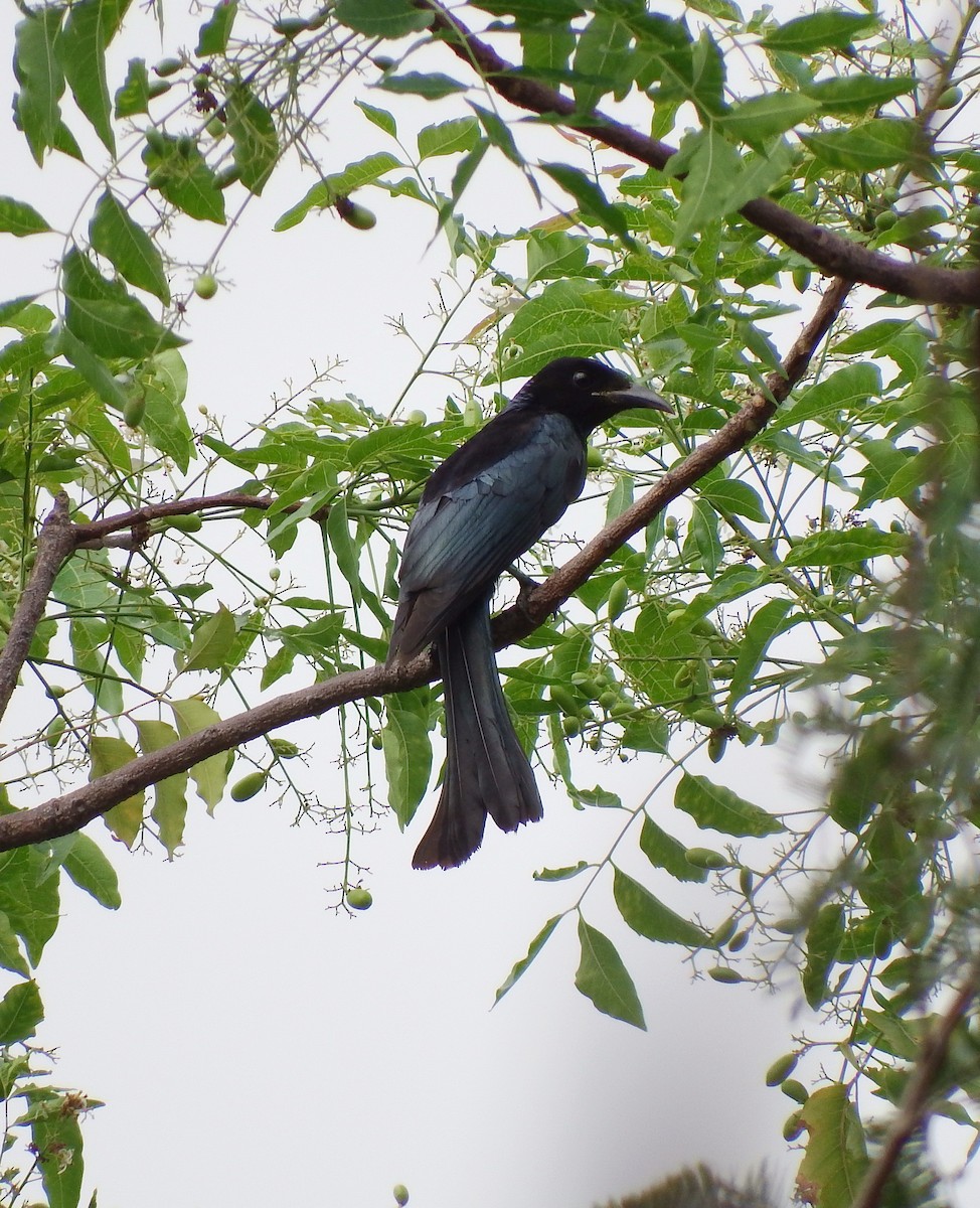 Hair-crested Drongo - ML88320461