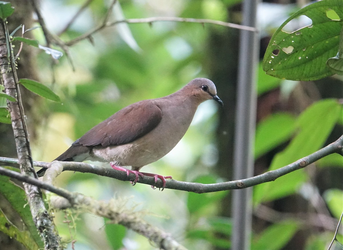 Gray-fronted Dove - ML88320601