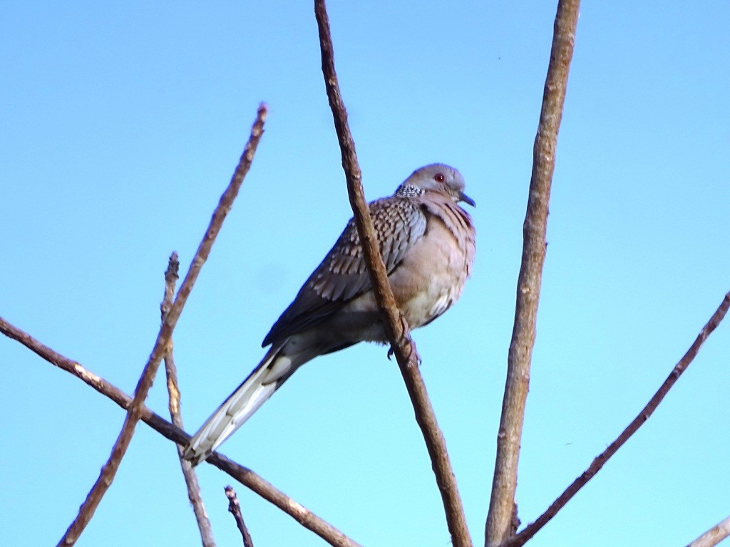 Spotted Dove - ML88320901