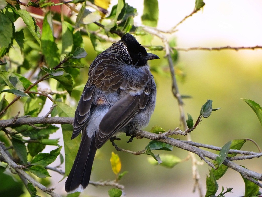Red-vented Bulbul - ML88320991