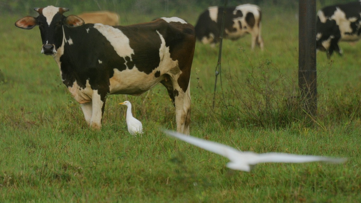 Western Cattle Egret - Diana Flora Padron Novoa