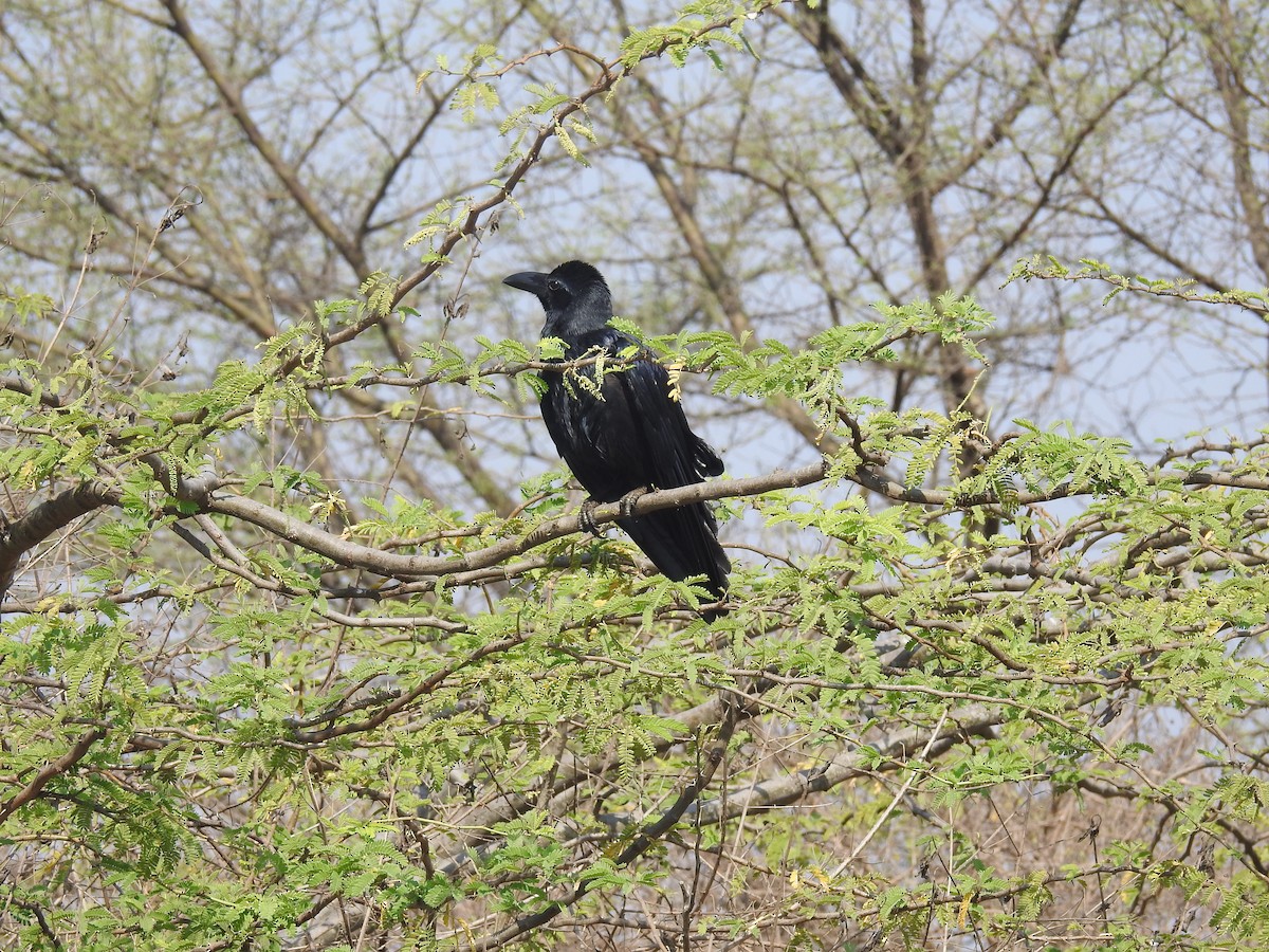 Large-billed Crow - Ashwin Viswanathan