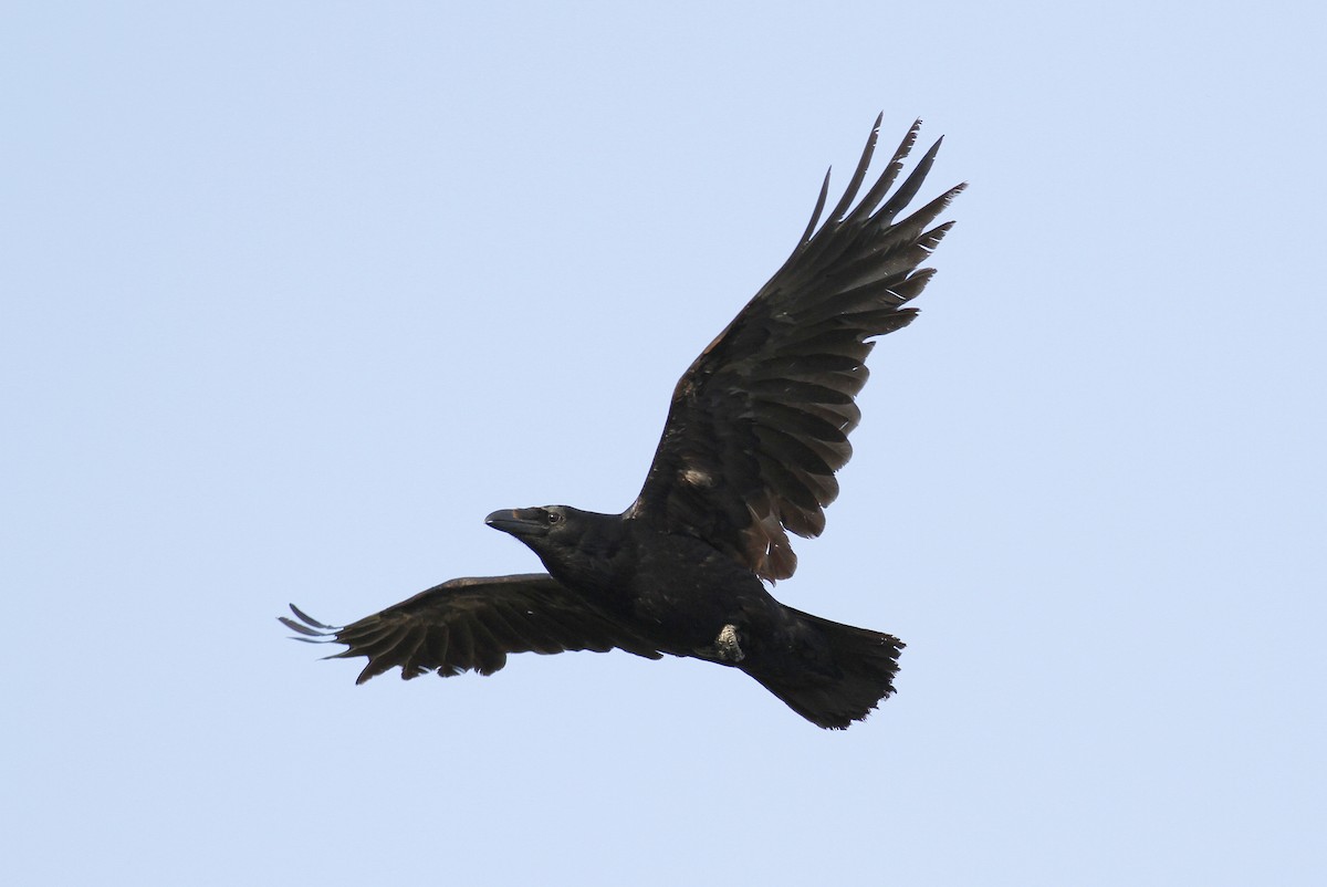 Common Raven - Jim Tarolli