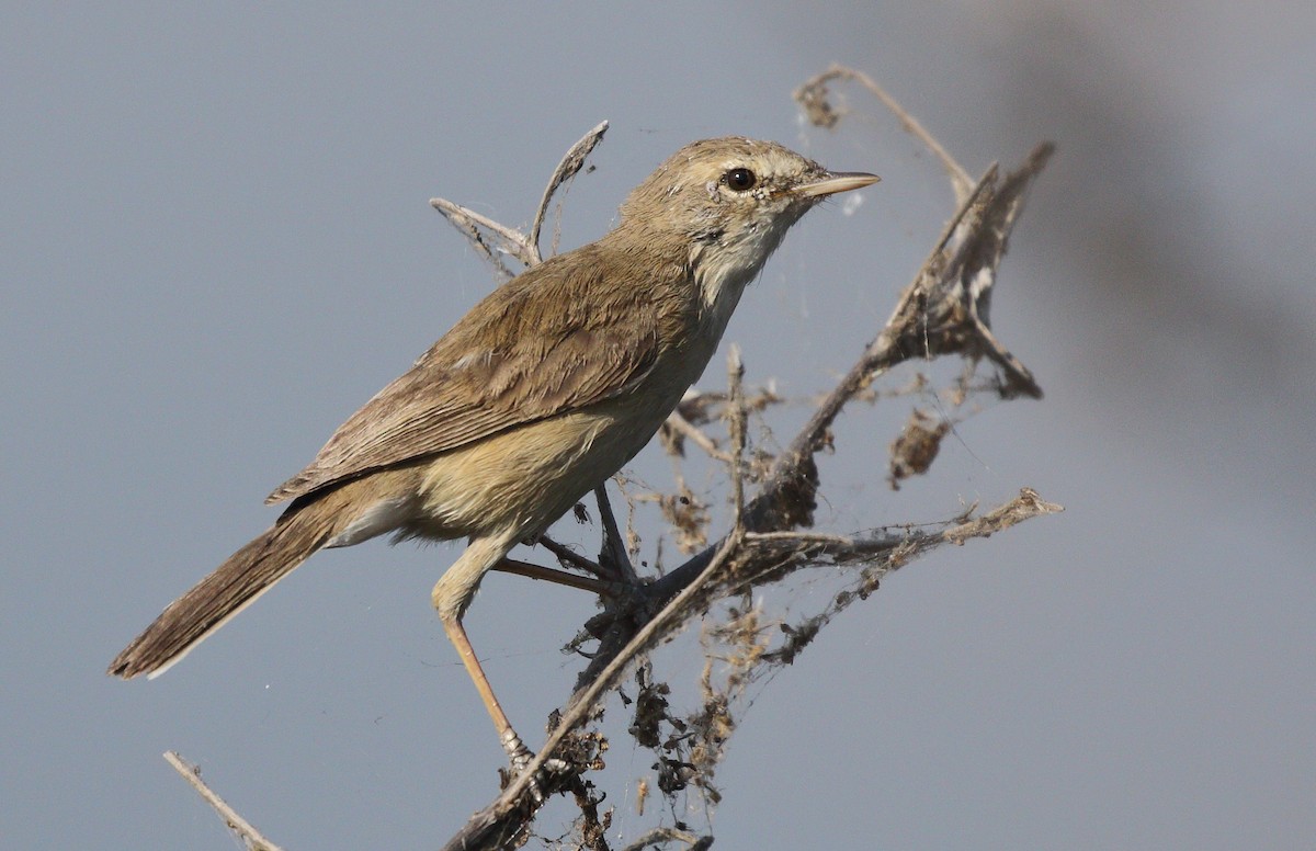 Booted Warbler - ML88329391