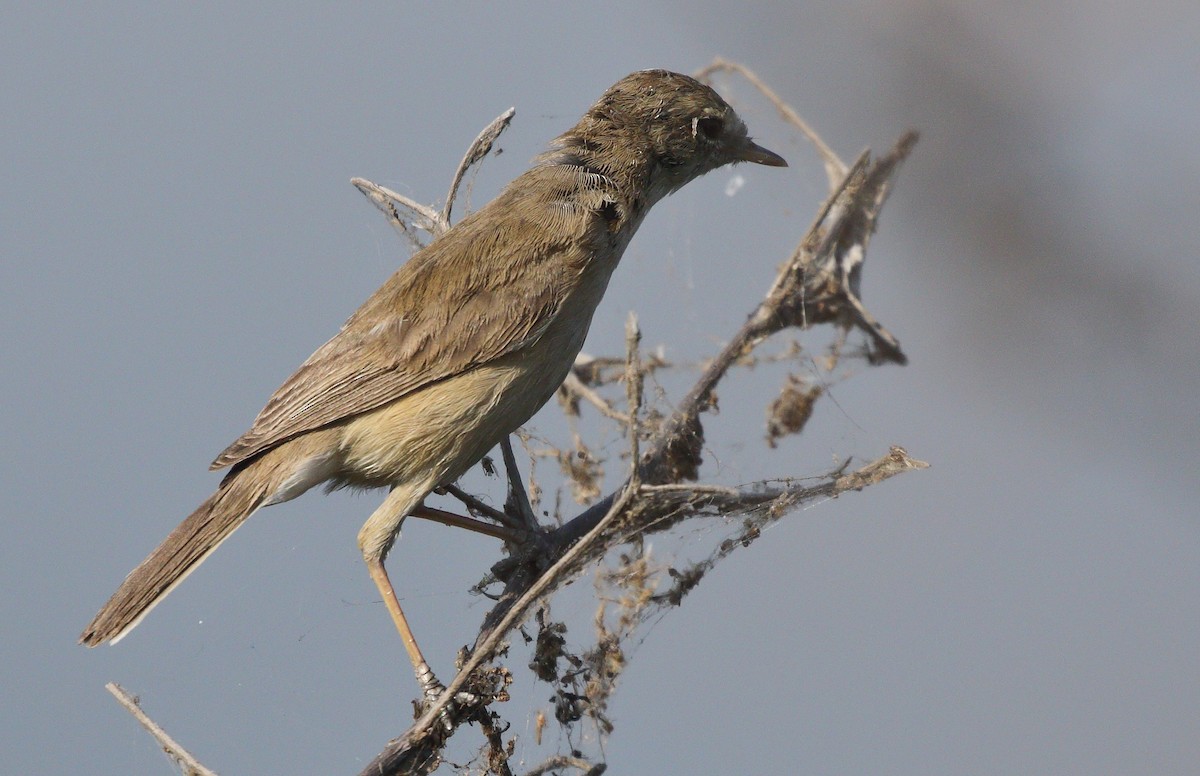 Booted Warbler - ML88329471