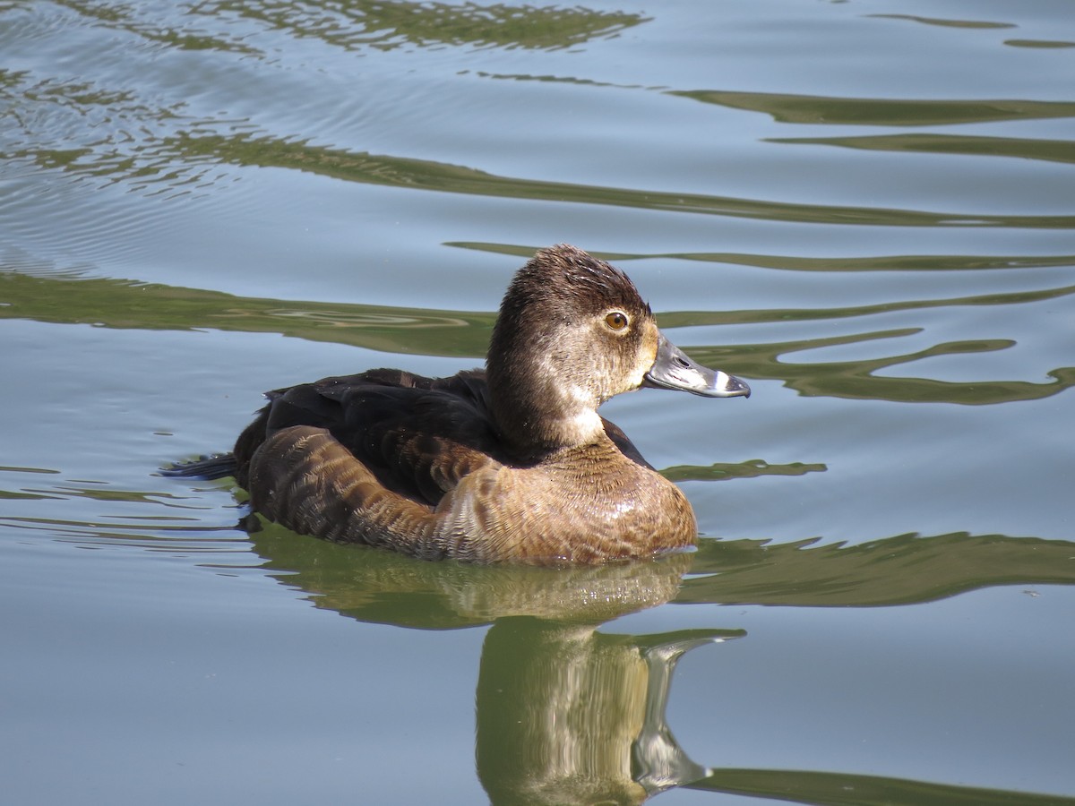 Ring-necked Duck - German Pugnali