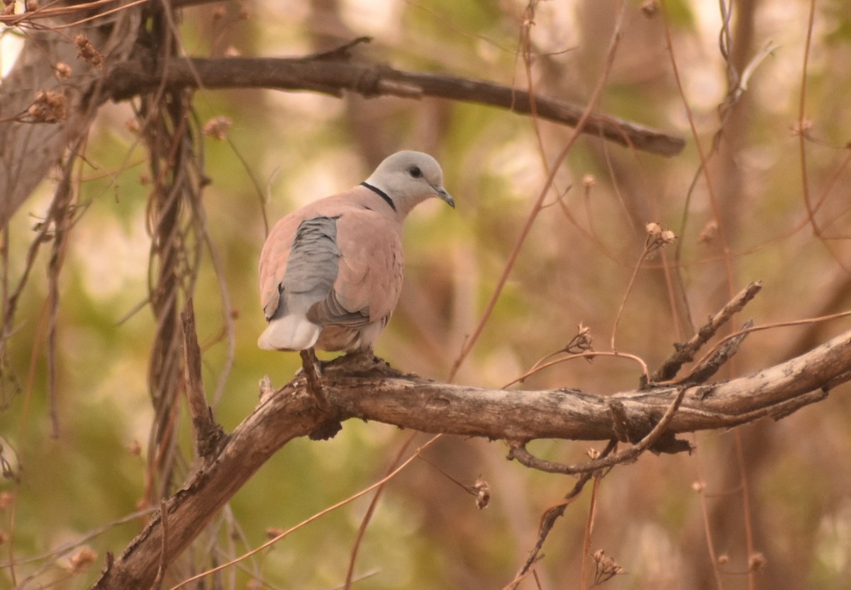 Red Collared-Dove - ML88329931