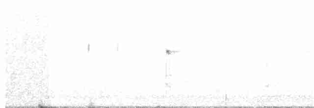 strakapoud bělohlavý - ML88331181
