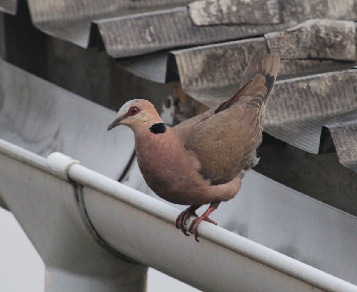 Red-eyed Dove - ML88331971