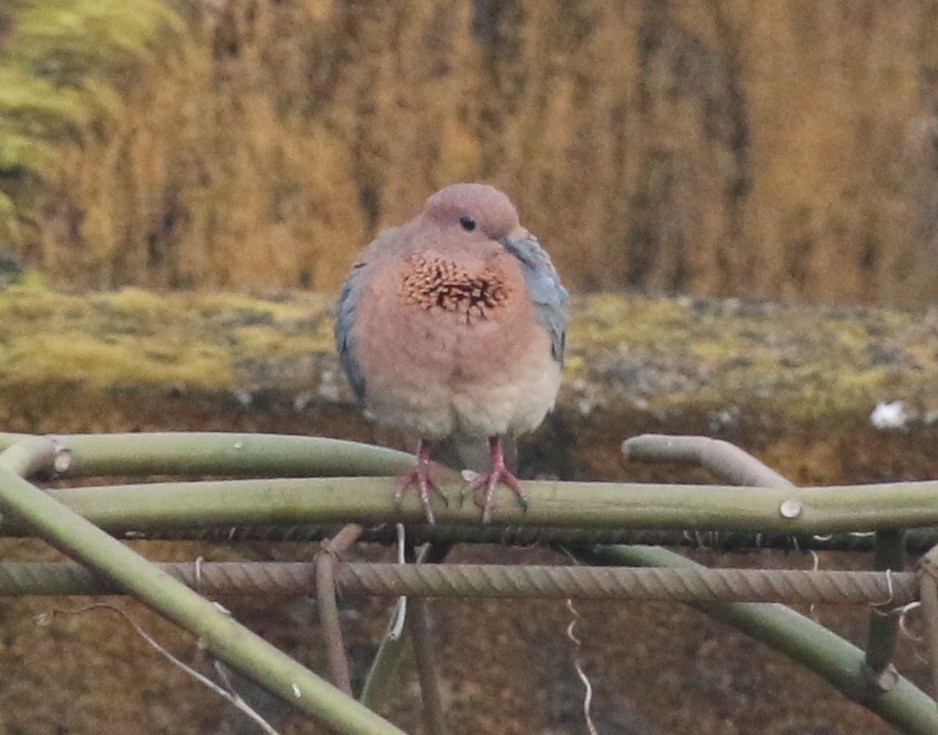 Laughing Dove - ML88332101
