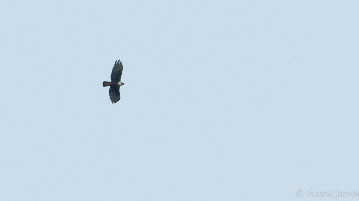Rufous-bellied Eagle - ML88332721