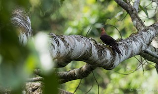 Philippine Cuckoo-Dove, ML88333111