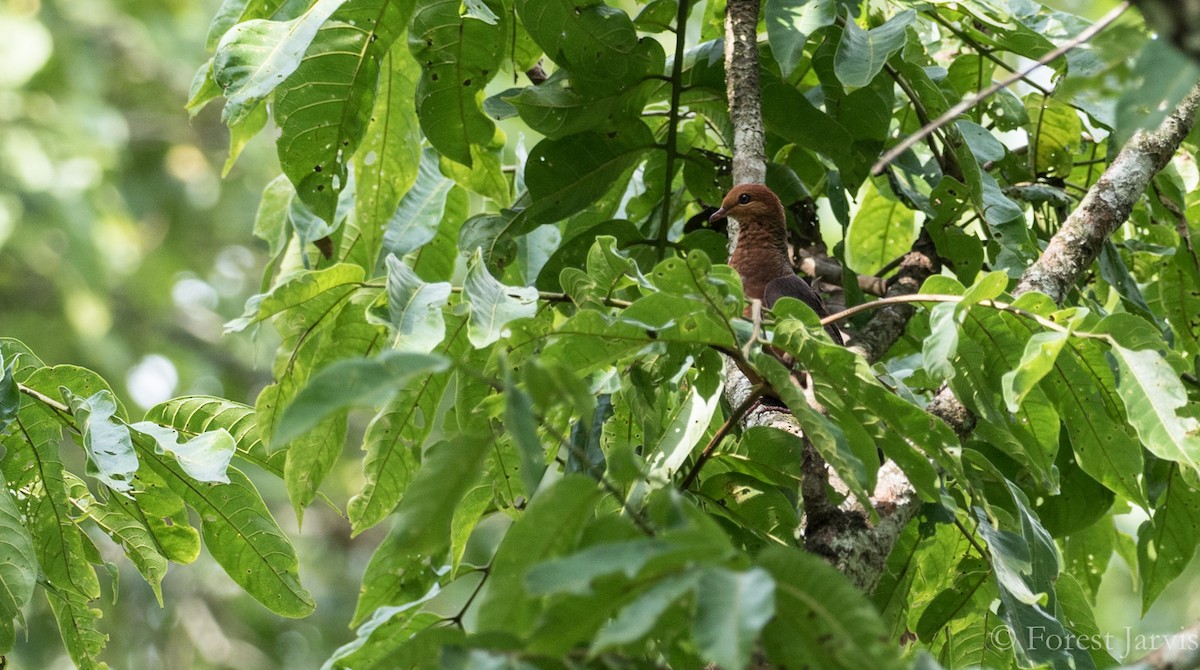 Philippine Cuckoo-Dove - ML88333121