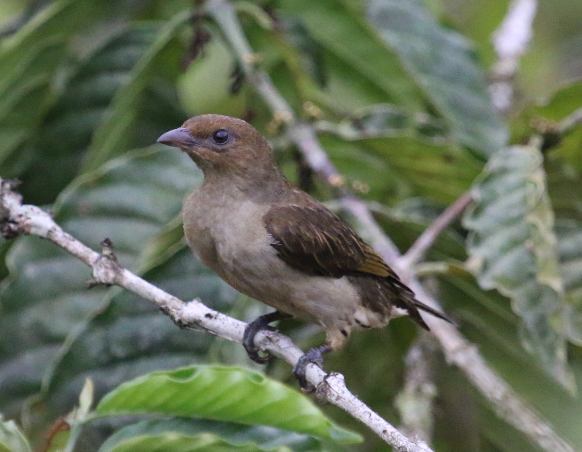 Lyre-tailed Honeyguide - Jacob C. Cooper