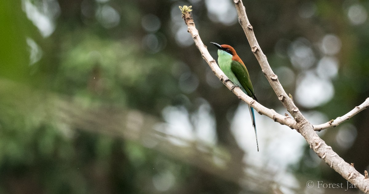 Rufous-crowned Bee-eater - ML88333951