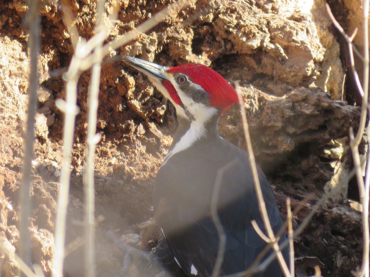 Pileated Woodpecker - ML88335891