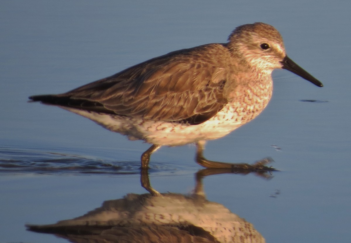 Red Knot - ML88337181