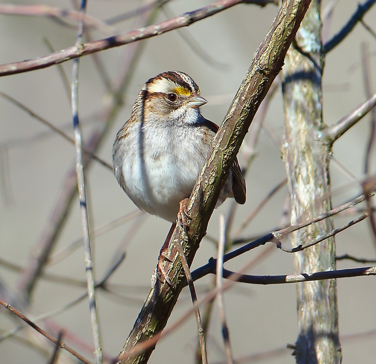 White-throated Sparrow - ML88338221