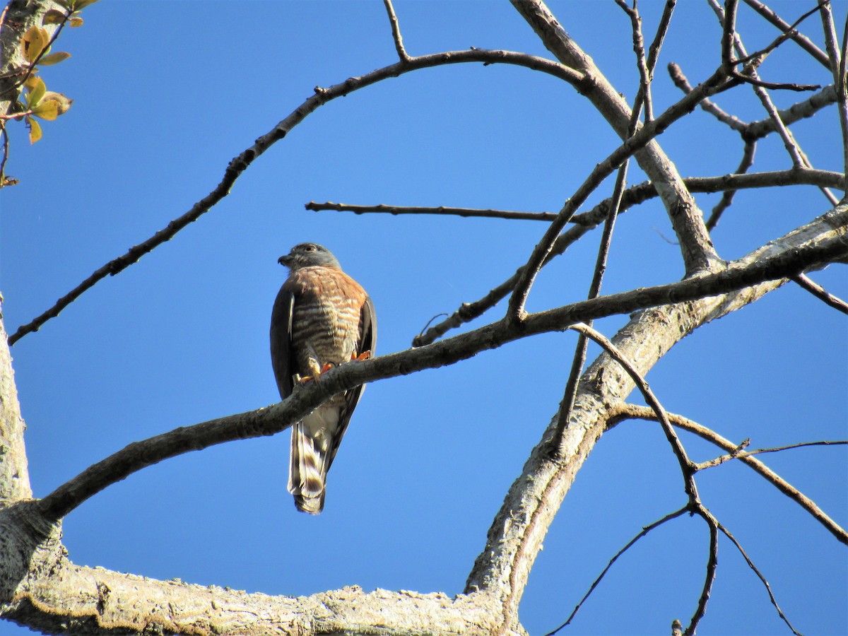 Double-toothed Kite - ML88341281