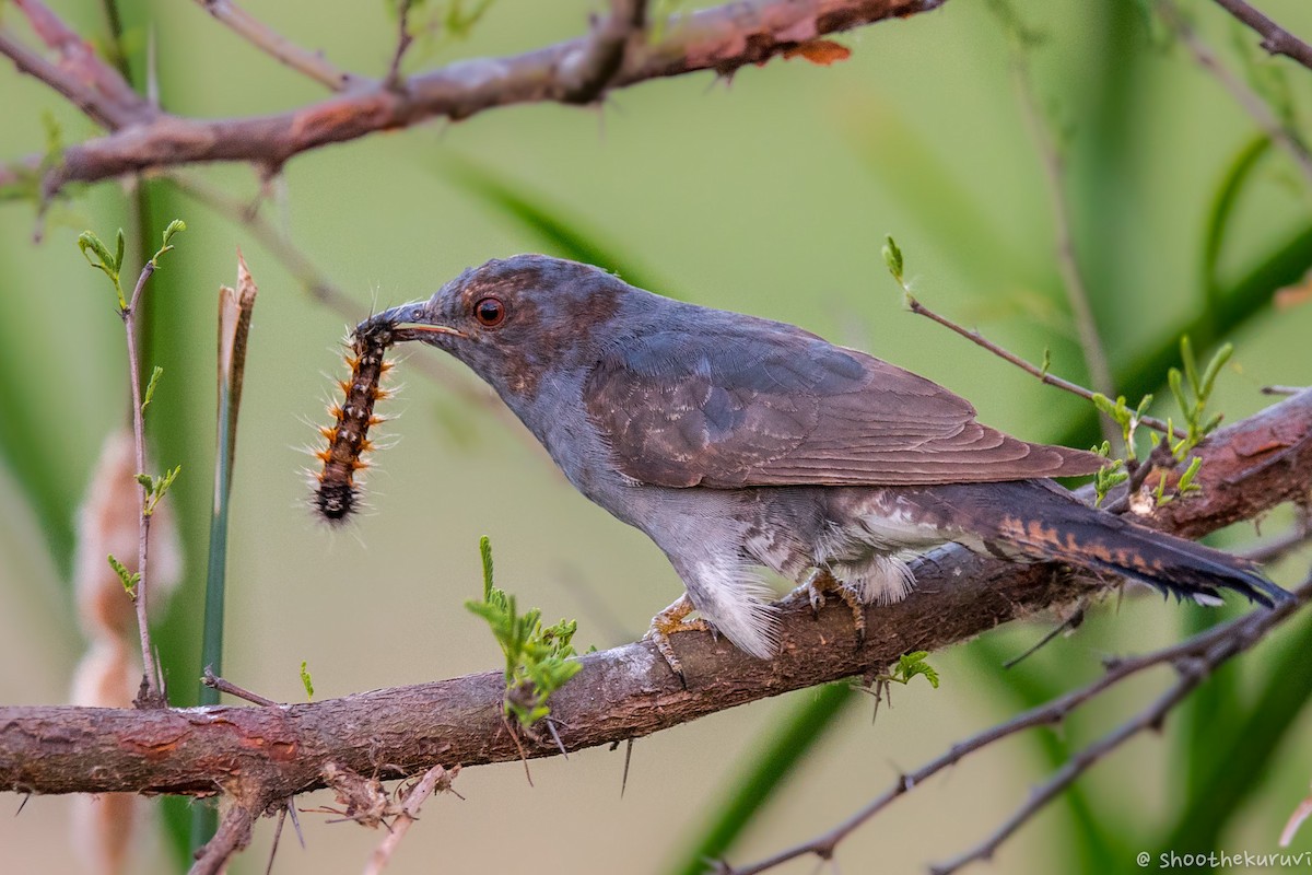 Gray-bellied Cuckoo - Sivaguru Noopuran PRS
